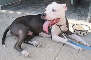 2010 Barkin' on the Block