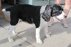 1barkin-on-the-block-h-7