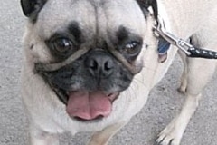 barkin-on-the-block-v-1