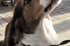 barkin-on-the-block-v-10