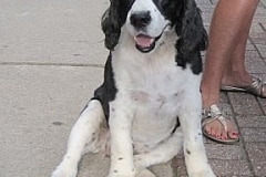 barkin-on-the-block-v-11