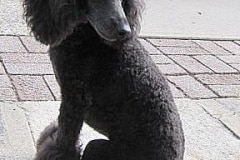 barkin-on-the-block-v-13