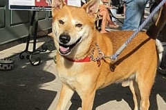 barkin-on-the-block-v-14