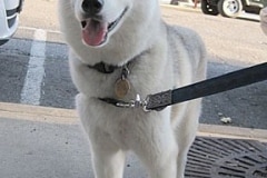 barkin-on-the-block-v-5