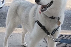 barkin-on-the-block-v-6
