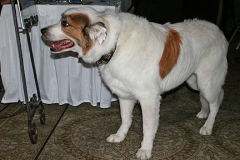 bark-ball-h5