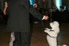 bark-ball-v12