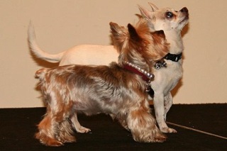 2010 New Jersey Barking Beauty Contest