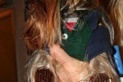 barking-beauty-v4