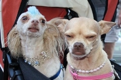 puttin_-on-the-dog-h-10