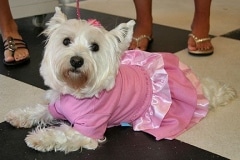puttin_-on-the-dog-h-3