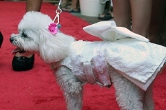 puttin_-on-the-dog-h-8