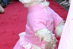 puttin_-on-the-dog-v-11