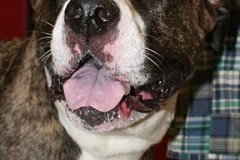 puttin_-on-the-dog-v-24
