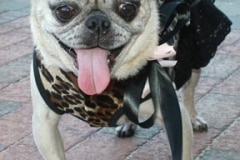 puttin_-on-the-dog-v-25