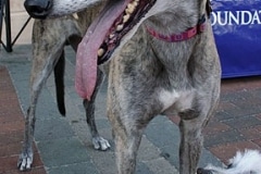 puttin_-on-the-dog-v-26