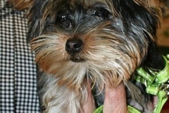 puttin_-on-the-dog-v-3
