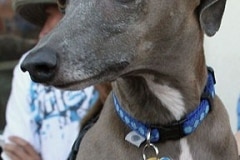puttin_-on-the-dog-v-4