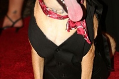 2011-gala-v4